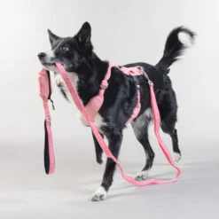 PAIKKA Visibility Leash -Heimtierbedarf paikka visibility leash 217818 0500 none