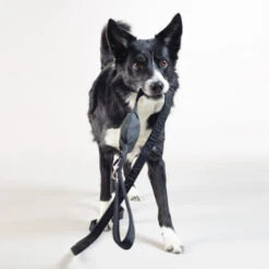 PAIKKA Visibility Leash -Heimtierbedarf paikka visibility leash 217819 0500 none