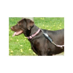 PatentoPet Dog E-walk Basic 3 PatentoPet Dog E-walk Basic -Heimtierbedarf patentopet dog e walk basic 219310 0500 none
