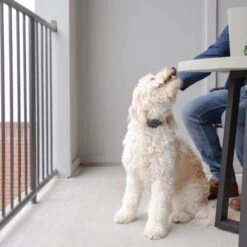 PetSafe Anti-Bell-Halsband -Heimtierbedarf petsafe anti blafhalsband 208109 0500 none