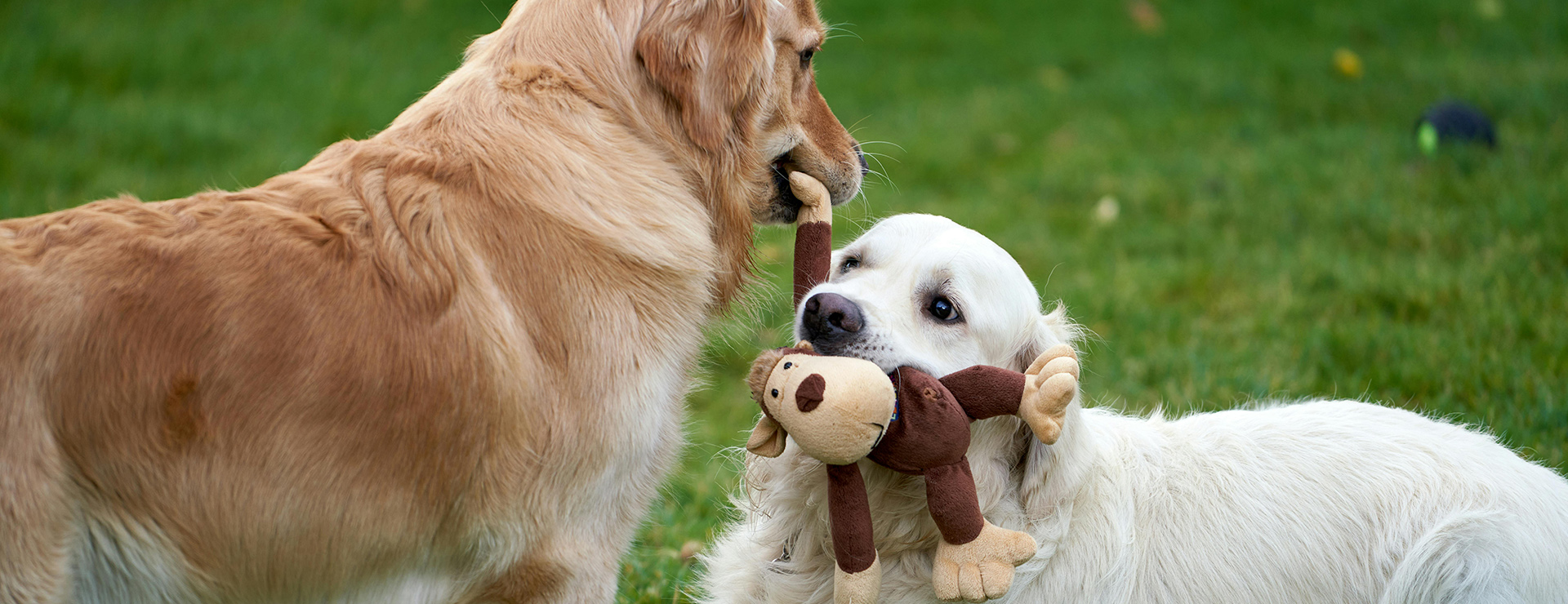 Heimtierbedarf 1 Heimtierbedarf -Heimtierbedarf pexels barnabas davoti 31615494 14084426