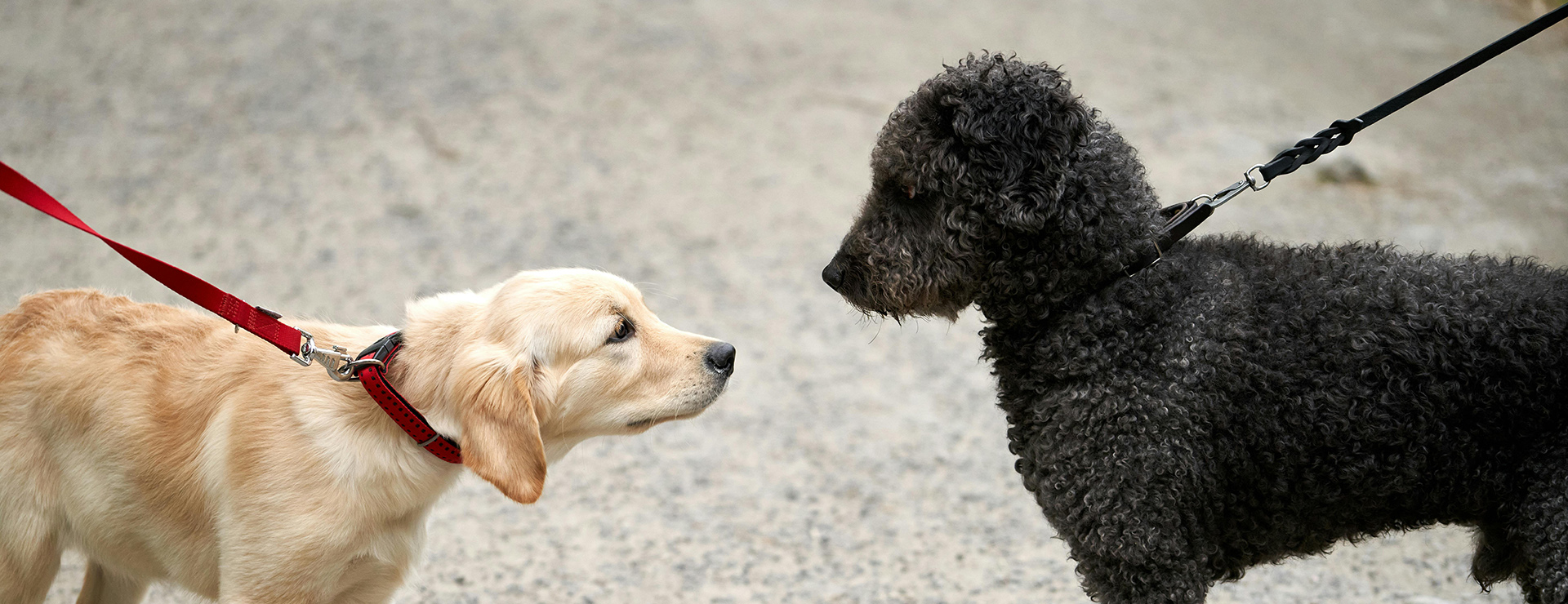 Heimtierbedarf 2 Heimtierbedarf -Heimtierbedarf pexels barnabas davoti 31615494 8842160