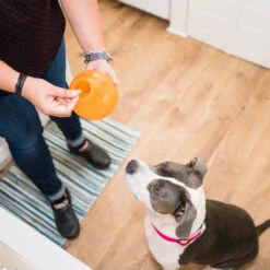 Planet Dog Orbee-Tuff Snoop -Heimtierbedarf planet dog orbee tuff snoop oranje 167041 0500 none