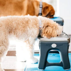 Popware Adjustable Height Pet Feeder -Heimtierbedarf popware adjustable height pet feeder 164587 0500 none