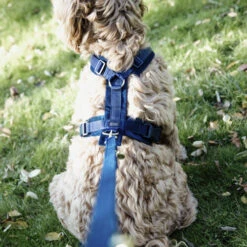 Kentucky Dog Harness Active Velvet 6 Kentucky Dog Harness Active Velvet -Heimtierbedarf prod 15744 218992 0500 none
