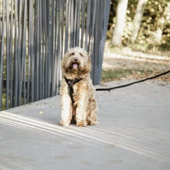 Kentucky Dog Harness Active Velvet 5 Kentucky Dog Harness Active Velvet -Heimtierbedarf prod 15744 218994 0500 none