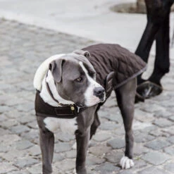 Kentucky Hundemantel Original 4 Kentucky Hundemantel Original -Heimtierbedarf prod 15745 218998 0500 none