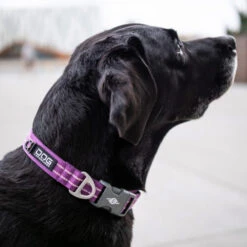 DOG Copenhagen Urban Style Halsband 11 DOG Copenhagen Urban Style Halsband -Heimtierbedarf prod 15937 220286 0500 none