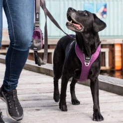 DOG Copenhagen Comfort Walk Pro Geschirr 14 DOG Copenhagen Comfort Walk Pro Geschirr -Heimtierbedarf prod 15938 220297 0500 none