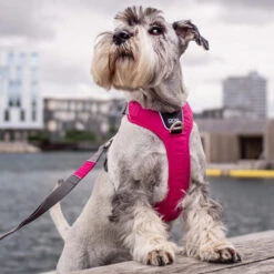 DOG Copenhagen Comfort Walk Pro Geschirr 5 DOG Copenhagen Comfort Walk Pro Geschirr -Heimtierbedarf prod 15938 220300 0500 none