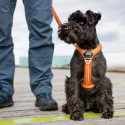 DOG Copenhagen Comfort Walk Air Geschirr 11 DOG Copenhagen Comfort Walk Air Geschirr -Heimtierbedarf prod 15939 220308 0500 none