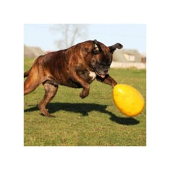 Jolly Egg -Heimtierbedarf product jolly egg none 4 1496839893 86965