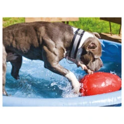 Jolly Egg -Heimtierbedarf product jolly egg none 4 1496839894 86968