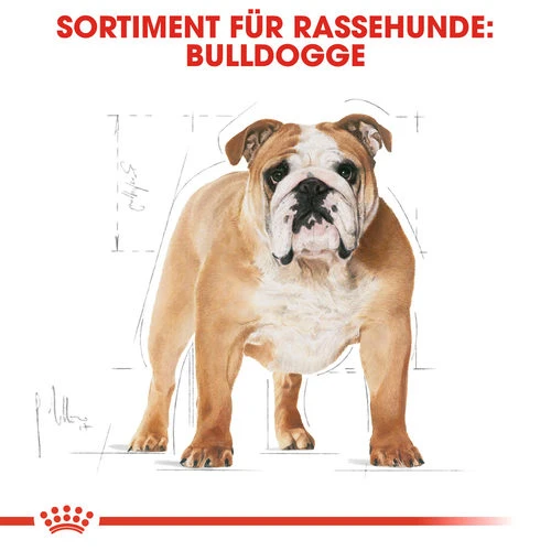 Royal Canin Bulldog Adult - Hundefutter Royal Canin Bulldog Adult - Hundefutter -Heimtierbedarf royal canin bulldog adult hondenvoer 137647 0500 none