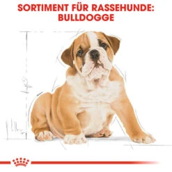 Royal Canin Bulldog Puppy - Hundefutter -Heimtierbedarf royal canin bulldog puppy hondenvoer 137812 0500 none
