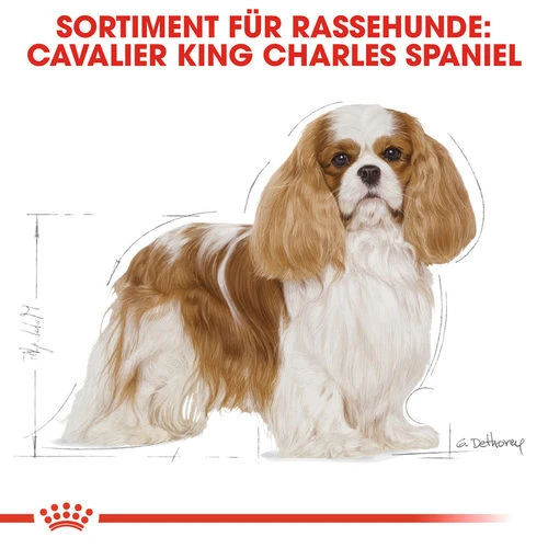Royal Canin Cavalier King Charles Adult - Hundefutter Royal Canin Cavalier King Charles Adult - Hundefutter -Heimtierbedarf royal canin cavalier king charles adult hondenvoer 137857 0500 none