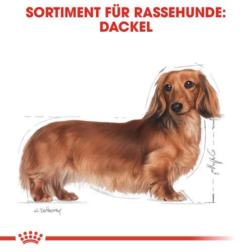 Royal Canin Dachshund Adult Wet - Hundefutter Royal Canin Dachshund Adult Wet - Hundefutter -Heimtierbedarf royal canin dachshund adult wet hondenvoer 138379 0500 none