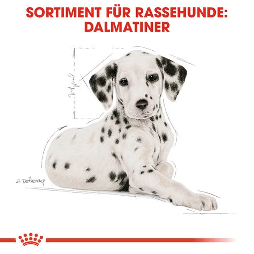 Royal Canin Dalmatian Puppy - Hundefutter Royal Canin Dalmatian Puppy - Hundefutter -Heimtierbedarf royal canin dalmatian puppy hondenvoer 138589 0500 none