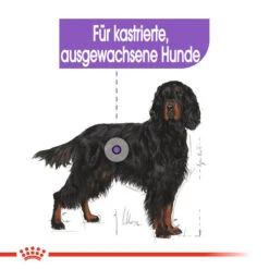 Royal Canin Maxi Sterilised - Hundefutter 4 Royal Canin Maxi Sterilised - Hundefutter -Heimtierbedarf royal canin maxi sterilised hondenvoer 132662 0500 none