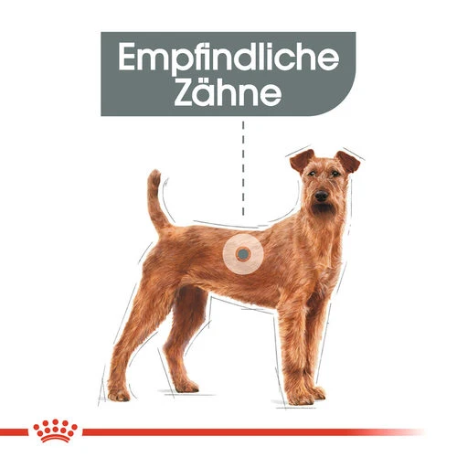 Royal Canin Medium Dental Care - Hundefutter Royal Canin Medium Dental Care - Hundefutter -Heimtierbedarf royal canin medium dental care hondenvoer 130922 0500 none
