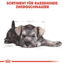 Royal Canin Mini Schnauzer Puppy - Hundefutter -Heimtierbedarf royal canin mini schnauzer puppy hondenvoer 140182 0500 none