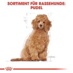 Royal Canin Poodle Puppy - Hundefutter -Heimtierbedarf royal canin poodle puppy hondenvoer 139753 0500 none