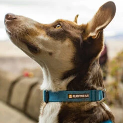 Ruffwear Hi & Light Halsband -Heimtierbedarf ruffwear hi light collar 194264 0500 none