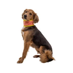 Ruffwear Swamp Cooler Neck Gaiter -Heimtierbedarf ruffwear swamp cooler neck gaiter 196817 0500 none